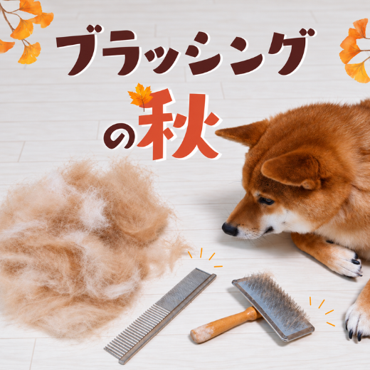 ブラッシングの秋