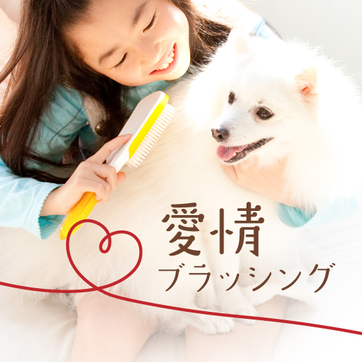 愛情ブラッシング