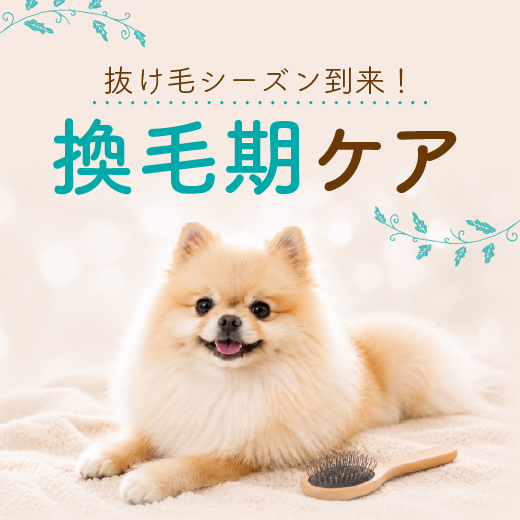 換毛期ケア