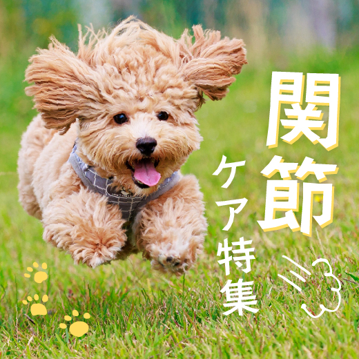 関節ケア