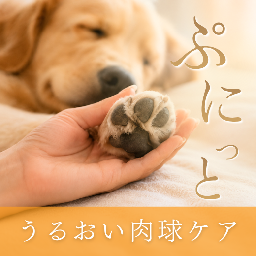夏の肉球ケア特集
