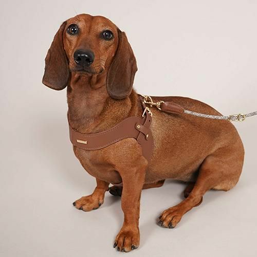 新品　HIGH 5 DOGS レザー ハーネス S HIGH5DOGS | GRASS オンラインショップ